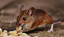24 Hour & Emergency Exterminators in Port Orford, OR